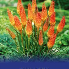 8718641999004 1 Kniphofia Alcazar.jpg